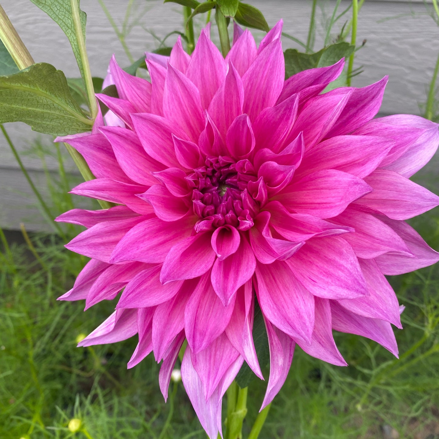 Café Au Lait Rose