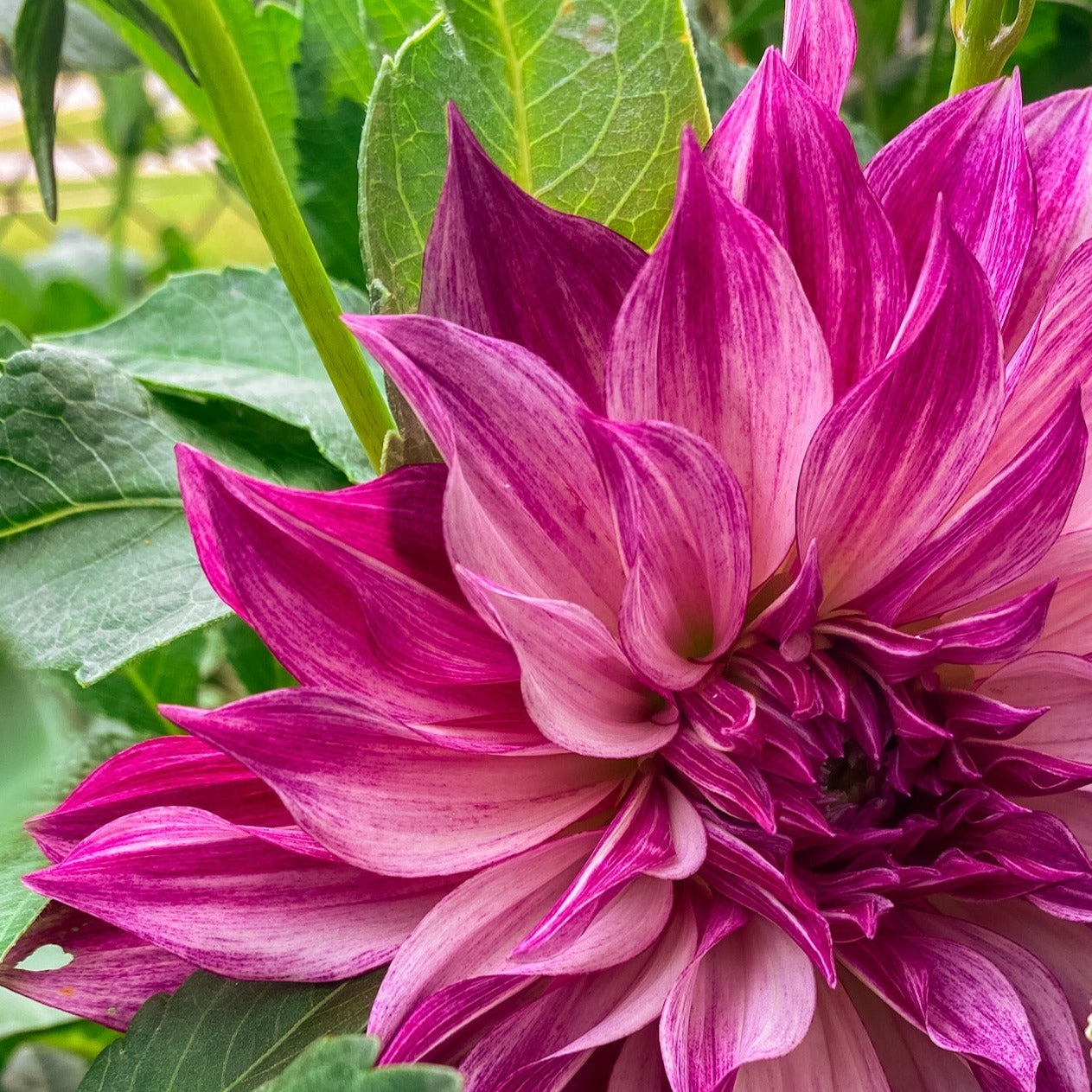 Café Au Lait Royal