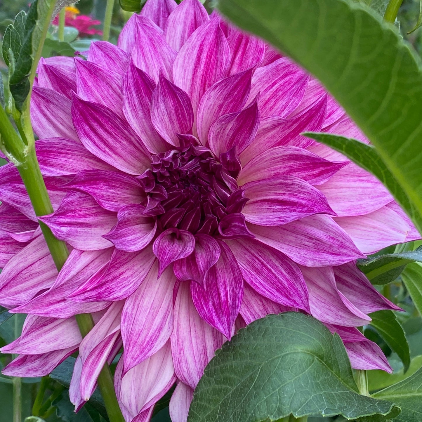 Café Au Lait Royal