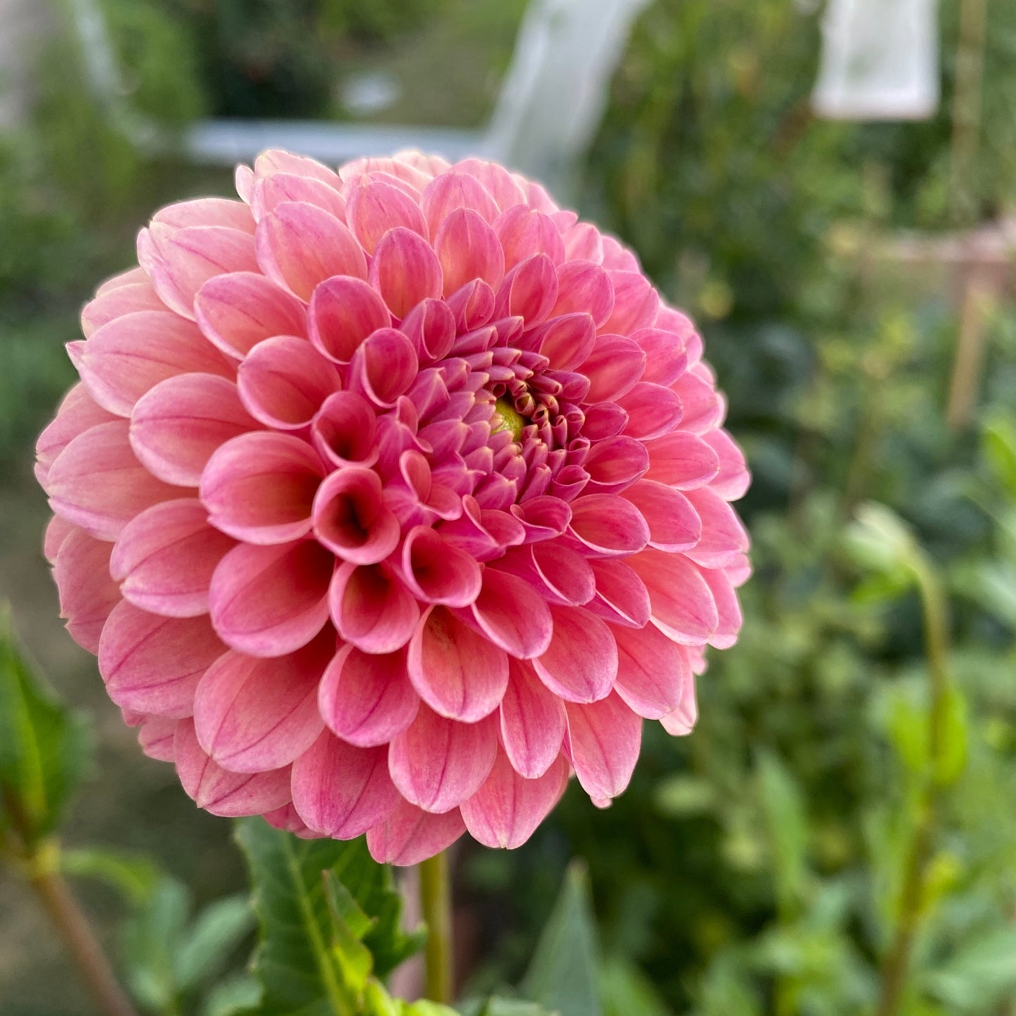 Rose Toscano