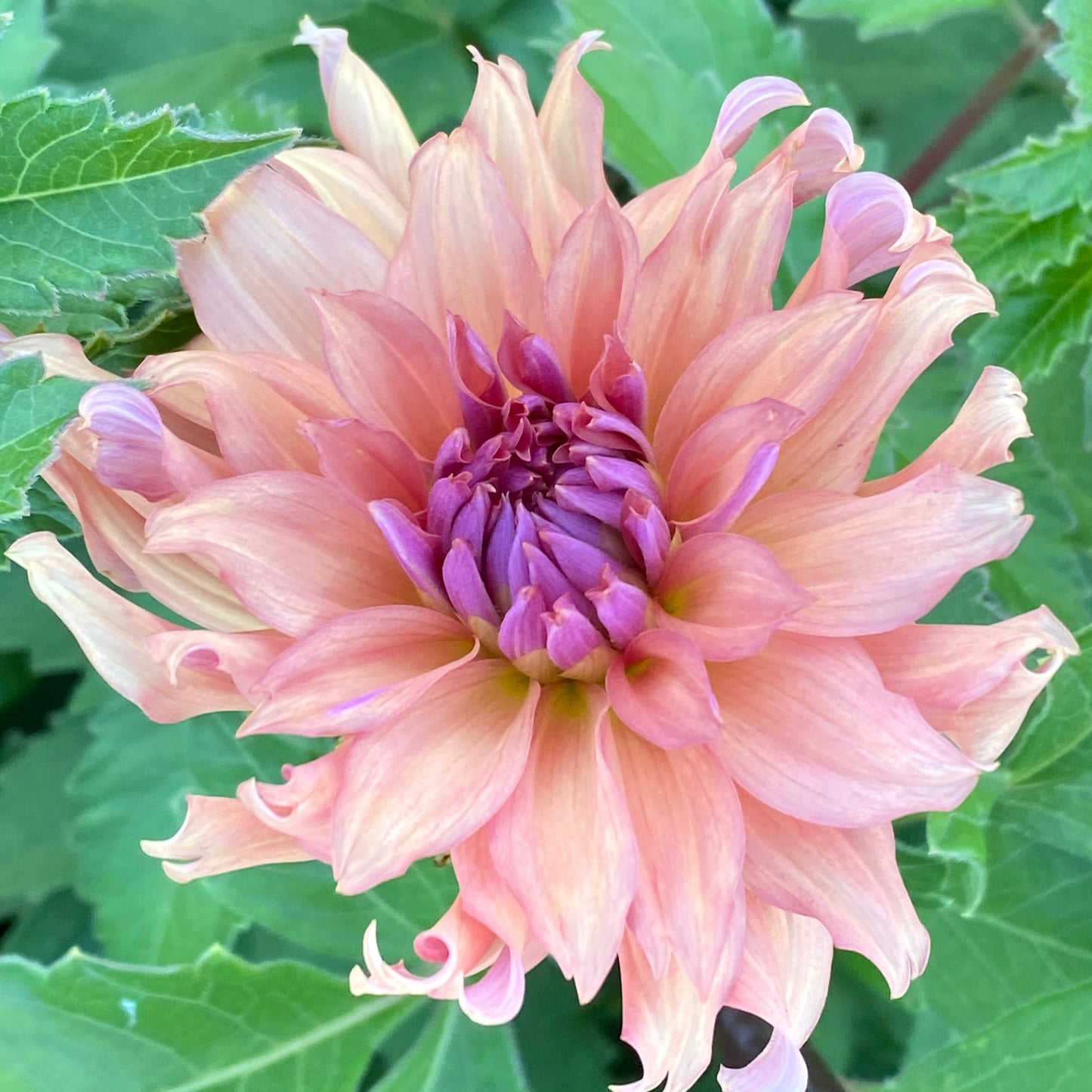Terracotta