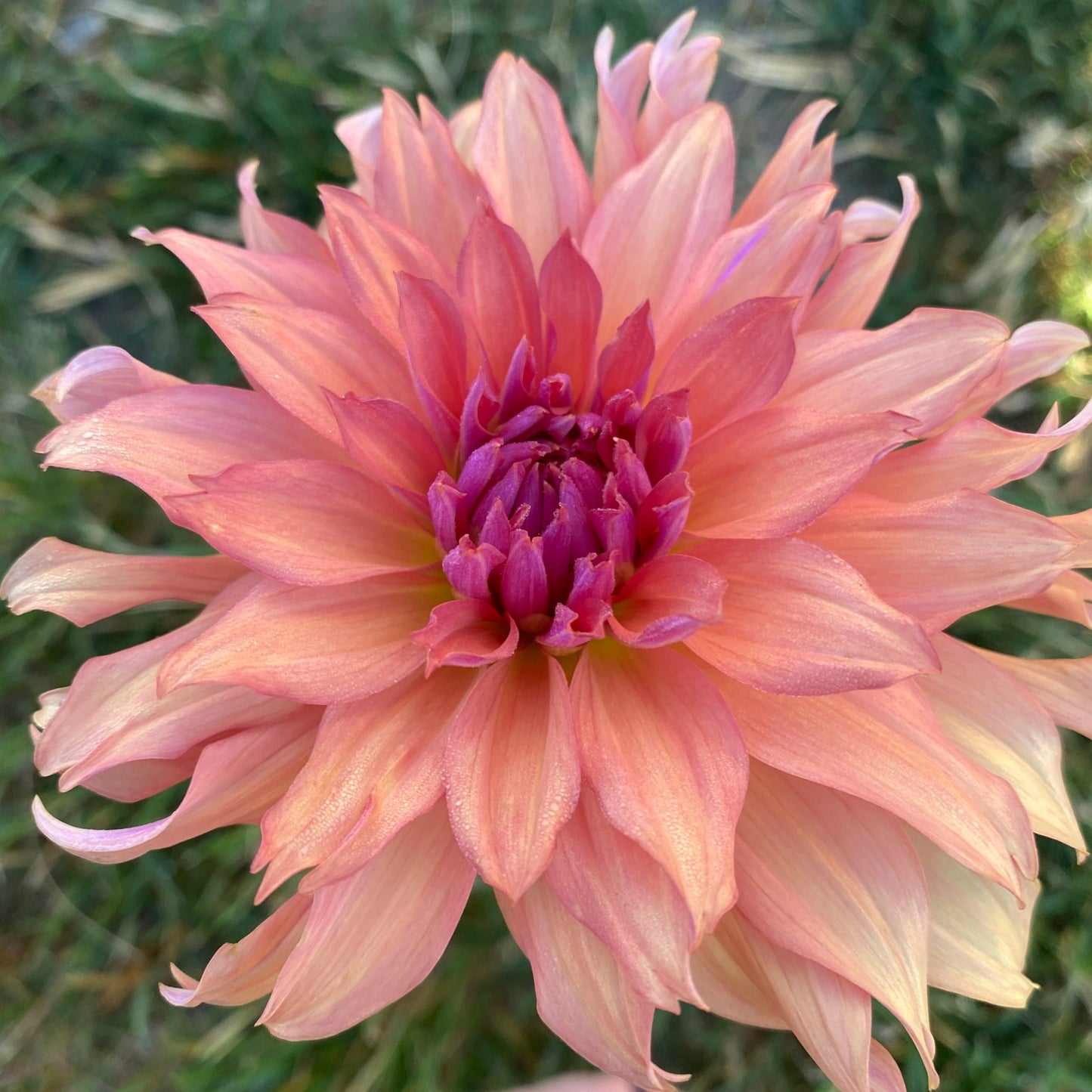 Terracotta