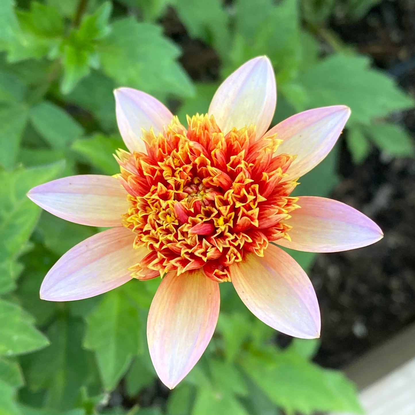 Totally Tangerine