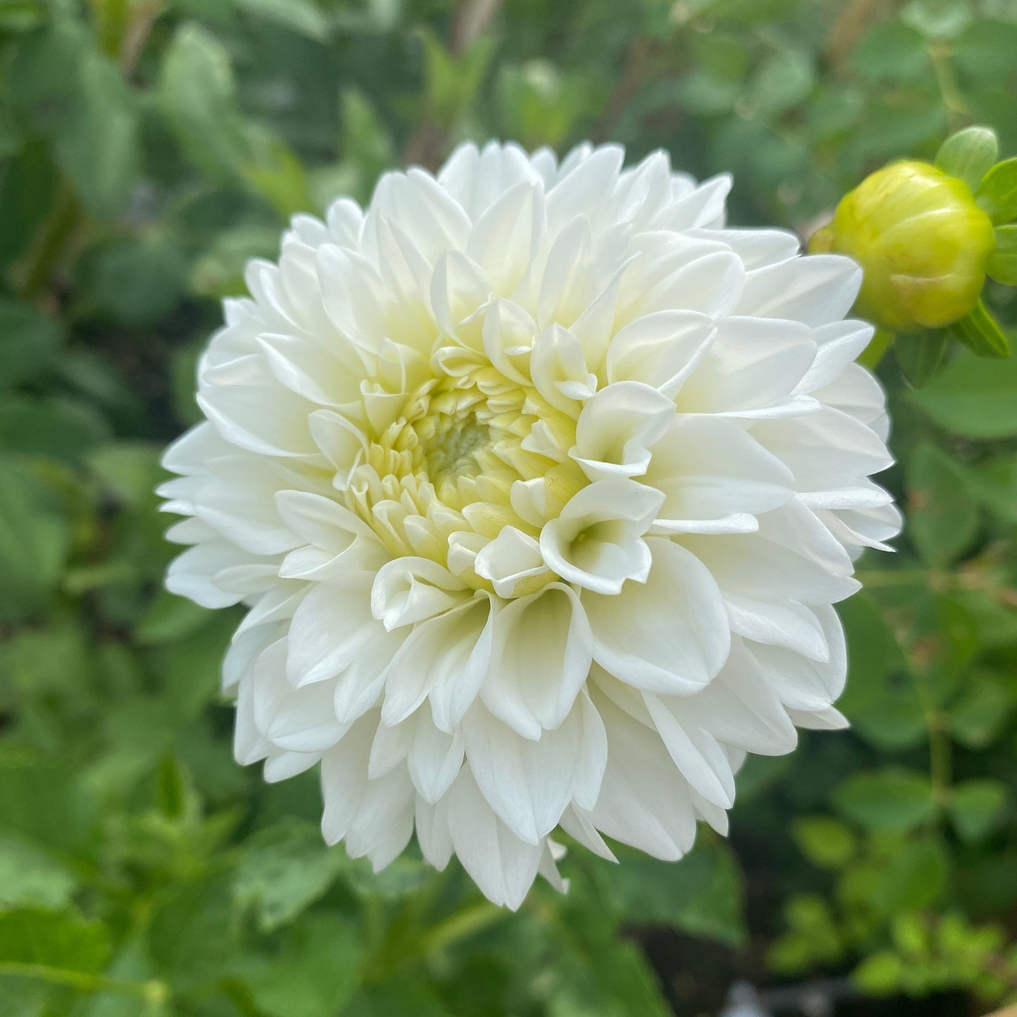 White Fawn
